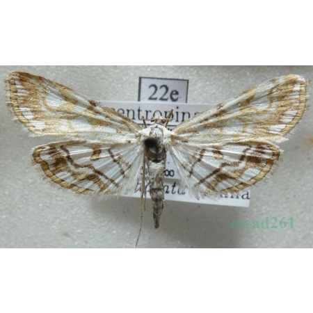 Elophila nymphaeata (Linnaeus, 1758) Nimfa świtezianka Czech22e